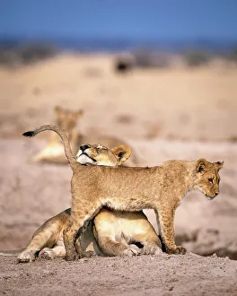 Lioness and cub, Kalahari Desert, Botswana