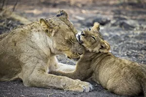 Lower Zambezi National Park Gallery: Lioness with cub, Lower Zambezi National Park, Zambia