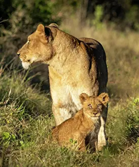 Lions Prints: Lioness and her cub, Zimanga Private Game Reserve, KwaZulu Natal, South Africa