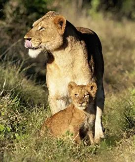 Lions Prints: Lioness and her cub, Zimanga Private Game Reserve, KwaZulu Natal, South Africa