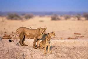 Nobody Southern Africa Prints: Lioness and cubs, Kalahari Desert, Botswana