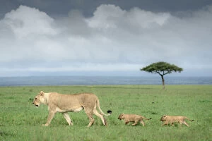 Masai Mara Game Reserve Collection: A lioness with two cubs in the Masai Mara National Reserve, Kenya
