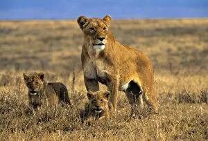Lioness and cubs, Ngorongoro Crater, Tanzania