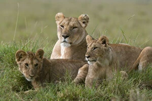 Predator Collection: Lioness and cubs (Panthera leo), Masai Mara National Reserve, Kenya