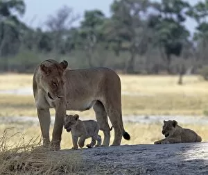 Okavango Delta Collection: A lioness and her two cubs play on a shaded mound in
