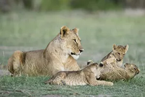 Images Dated 11th July 2017: A lioness and cubs playing in Amboseli, Kenya