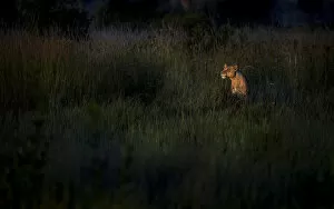 Predator Collection: Lioness at dawn, Khwai River, Okavango Delta, Botswana
