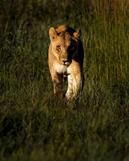 Images Dated 17th June 2020: Lioness at dawn, Khwai River, Okavango Delta, Botswana