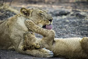 Lioness grooming her cub, Lower Zambezi National Park, Zambia