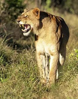 Lions Prints: Lioness growling, Zimanga Private Game Reserve, KwaZulu Natal, South Africa