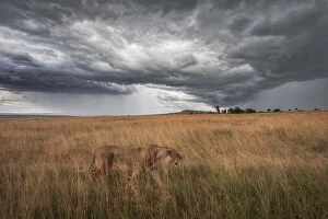 Grassland Collection: A lioness in the high grass, Maasaimara, Kenya