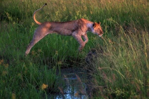 Maasai Mara Collection: Lioness jumping over a stream in the Maasaimara, Kenya