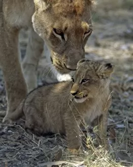 Images Dated 17th June 2009: A lioness keeps a careful eye on her cub in the Moremi