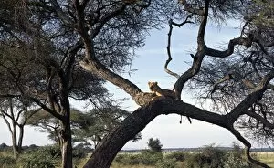 Acacia Tortilis Gallery: A lioness keeps watch, Tarangire National Park