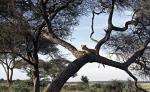 African Lion Gallery: A lioness keeps watch, Tarangire National Park