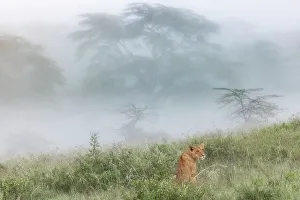 Cats Prints: Lioness in Lake Nakuru national park, Kenya