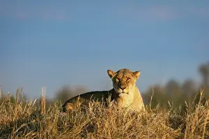 Panthera Leo Prints: Lioness lying on a mound, Moremi Game Reserve, Okavango Delta, Botswana