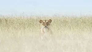 Afica Prints: Lioness in the Maasaimara, Kenya
