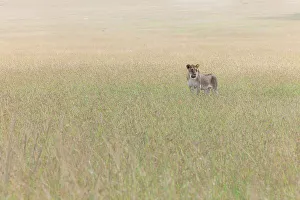 Afica Prints: Lioness in the Maasaimara, Kenya