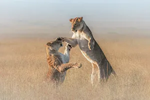 Cats Prints: Lioness in a misty morning in the Maasai Mara, Kenya