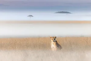 Cats Prints: Lioness in a misty morning in the Maasai Mara, Kenya