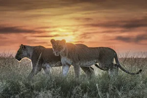 Afica Prints: Lioness in a misty sunrise in the Masaimara, Kenya