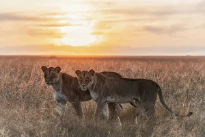 Afica Prints: Lioness in a misty sunrise in the Masaimara, Kenya