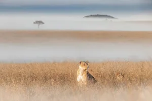 Afica Prints: Lioness in a misty sunrise in the Masaimara, Kenya