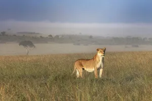 Afica Prints: Lioness in a misty sunrise in the Masaimara, Kenya