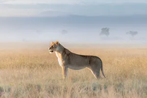 Afica Prints: Lioness in a misty sunrise in the Masaimara, Kenya