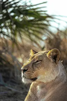 Panthera Leo Prints: Lioness portrait, Moremi Game Reserve, Okavango Delta, Botswana