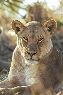 Panthera Leo Prints: Lioness portrait, Moremi Game Reserve, Okavango Delta, Botswana