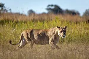 Okavango Prints: A lioness prowling, Okavango Delta, Botswana