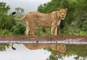 Lions Prints: Lioness with reflection in water, Zimanga Private Game Reserve, Natal, South Africa