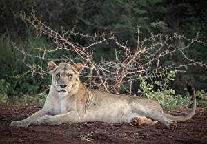Natal Prints: Lioness relaxing, Zimanga Private Game Reserve, Natal, South Africa