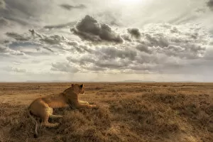 Hunter Gallery: Lioness resting in the Serengeti plains, Tanzania