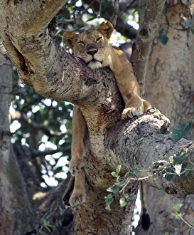 Pride Prints: A lioness rests in a fig tree in the Ishasha area of