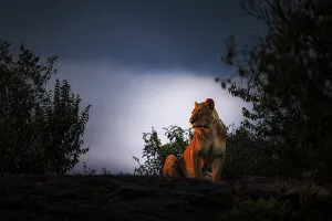 Afica Prints: Lioness on top of a rock in the Maasaimara, Kenya