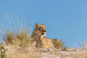 Lioness on a sand ridge, Okavango Delta, Botswana