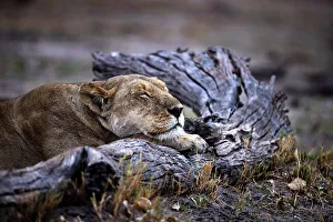 Sleeping Prints: Lioness sleeping on log, Okavango Delta, Botswana