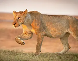 Zambia Prints: Lioness, South Luangwa National Park, Zambia