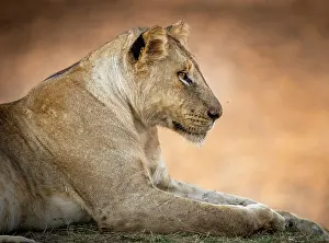 Zambia Prints: Lioness, South Luangwa National Park, Zambia