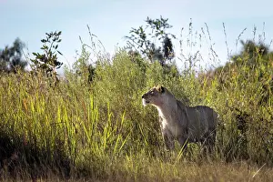 A lioness staring through the grass, Okavango Delta, Botswana