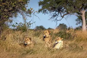 Pride Prints: A lioness with her two subadult cubs, Okavango Delta, Botswana
