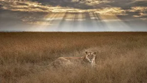 Cats Prints: Lioness at sunrise, Maasai Mara, Kenya