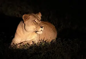Lions Prints: Lioness in torchlight at night, Zimanga Private Game Reserve, Natal, South Africa