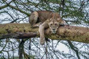 Rift Valley Prints: Lioness on a tree in Lake Nakuru National Park, Kenya