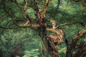 Rift Valley Prints: Lioness on a tree in Lake Nakuru National Park, Kenya