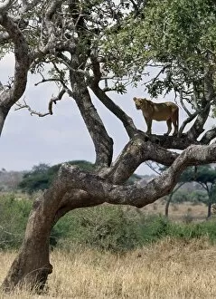 African Lion Gallery: A lioness in a tree in Tarangire National Park