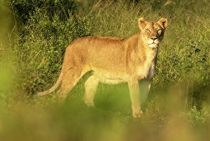 Lions Prints: Lioness, Zimanga Private Game Reserve, Natal, South Africa